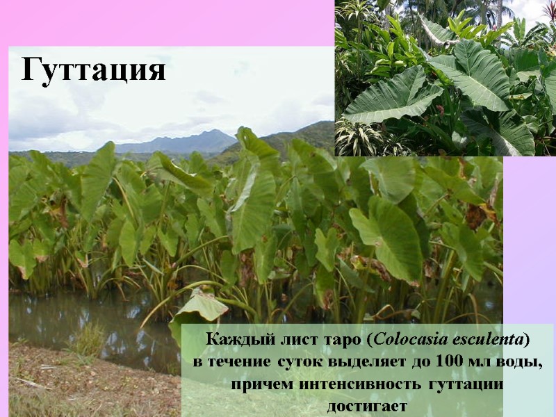 Гуттация Каждый лист таро (Colocasia esculenta) в течение суток выделяет до 100 мл воды,